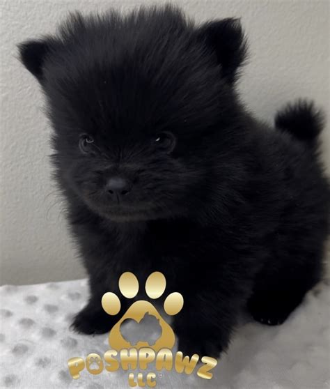 Among the preferred breeds, the Morkie has captured many hearts with its charming looks and playful personality. . Puppies for sale in upstate ny
